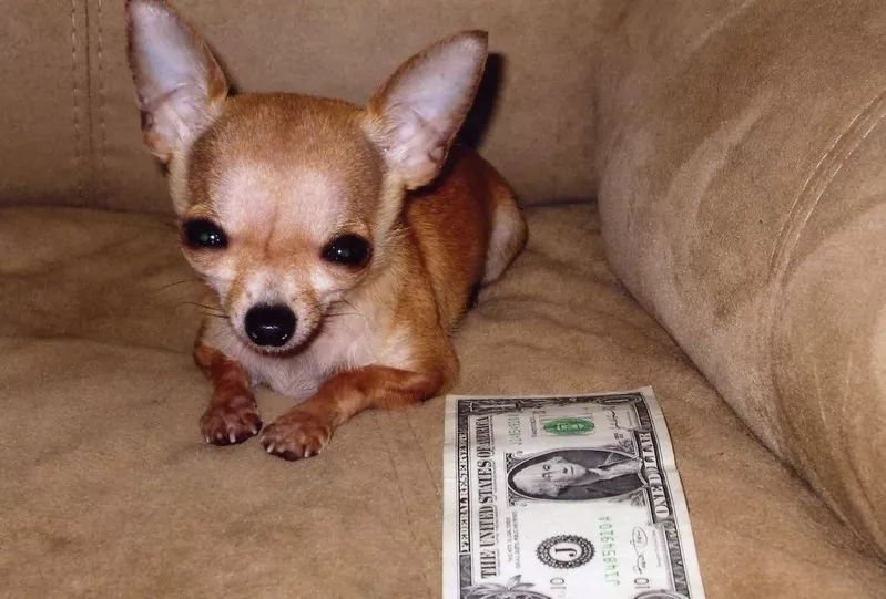 吉尼斯世界纪录最大的狗排名,吉尼斯记录体型最大的狗