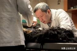 猫和狗耳朵外观有什么区别,耳朵内感觉有虫子爬怎么办