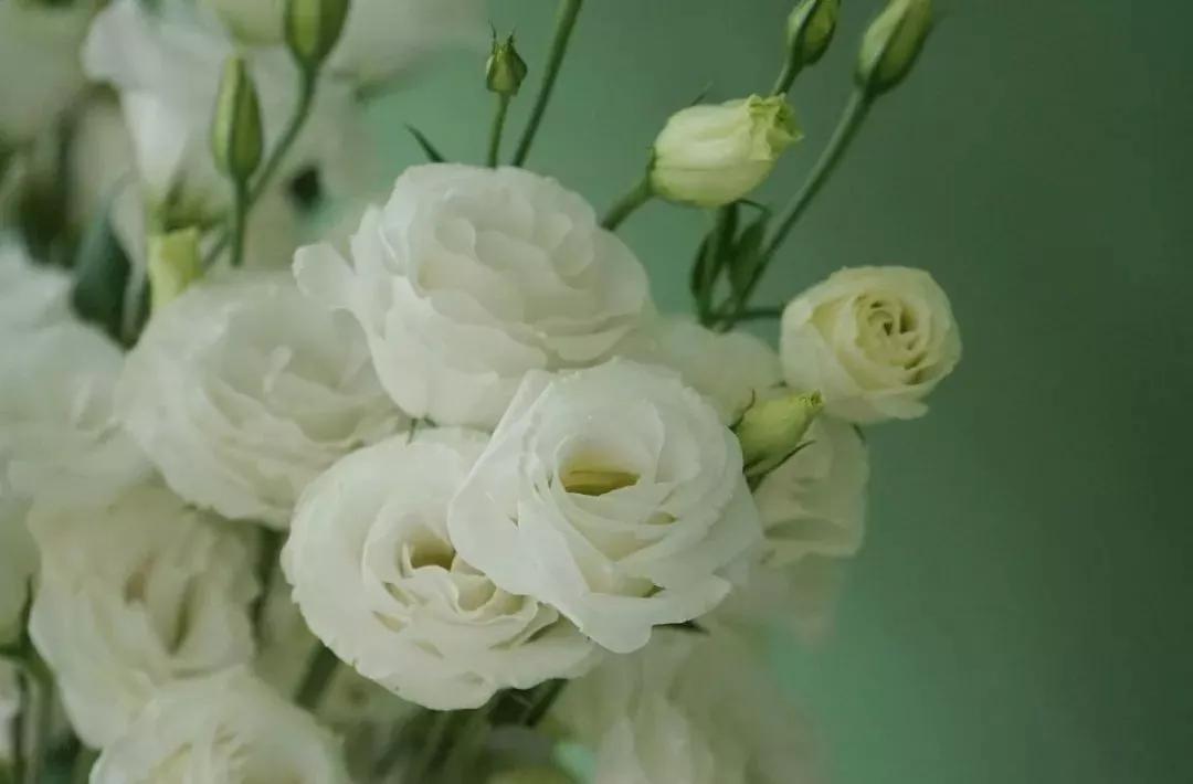 花材不剪枝如何养护,花材不用换水养护方法大全