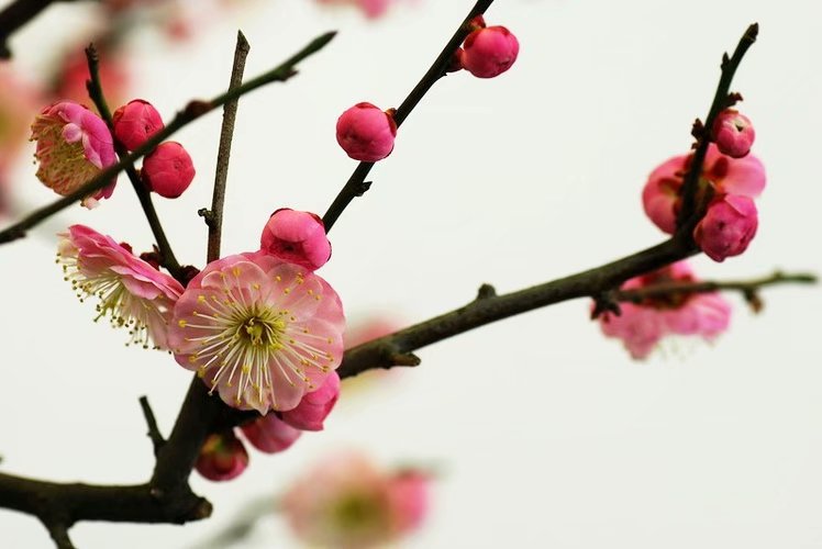 花展的描述,花展描述