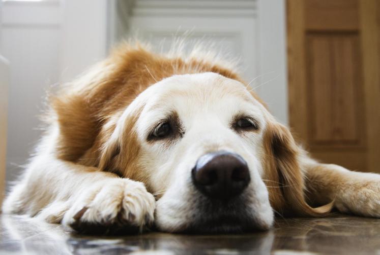 全国最受欢迎的10种狗狗,超级金贵的狗狗你知道几种