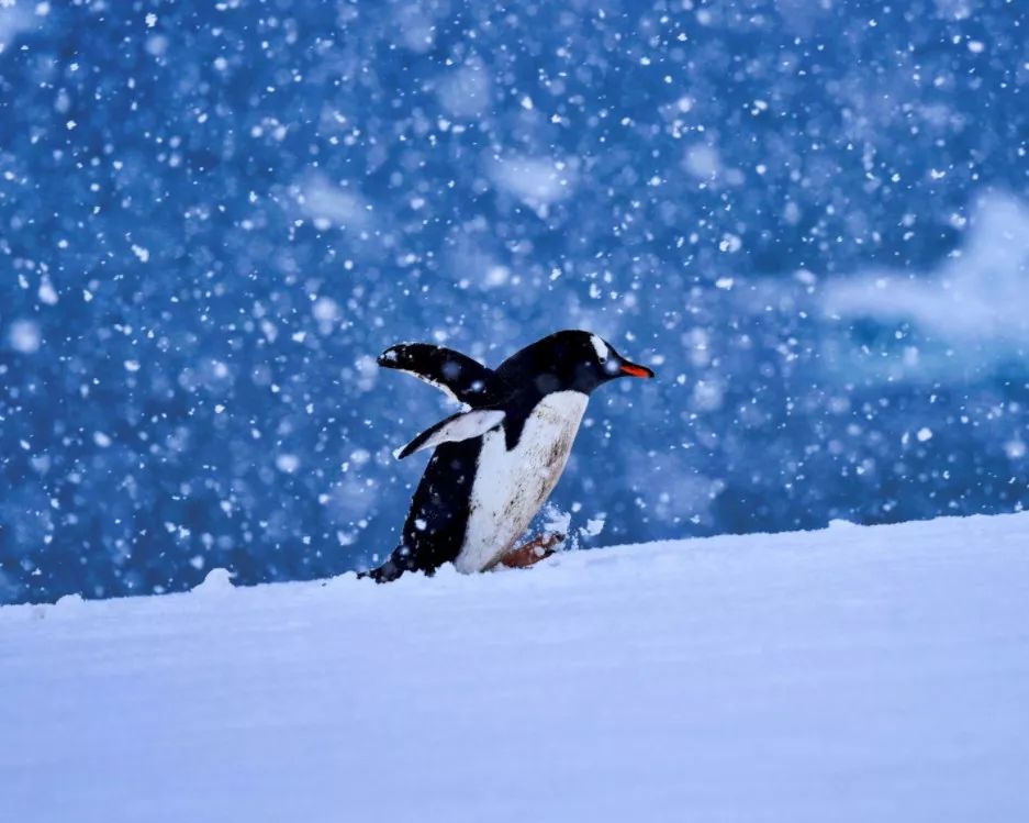 南极从哪里来的最多,南极从哪里开始到哪里结束