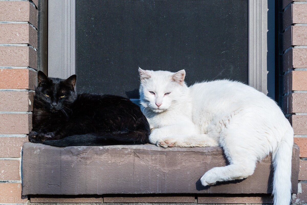 猫发情了叫得很吵,猫发情为什么要剃毛