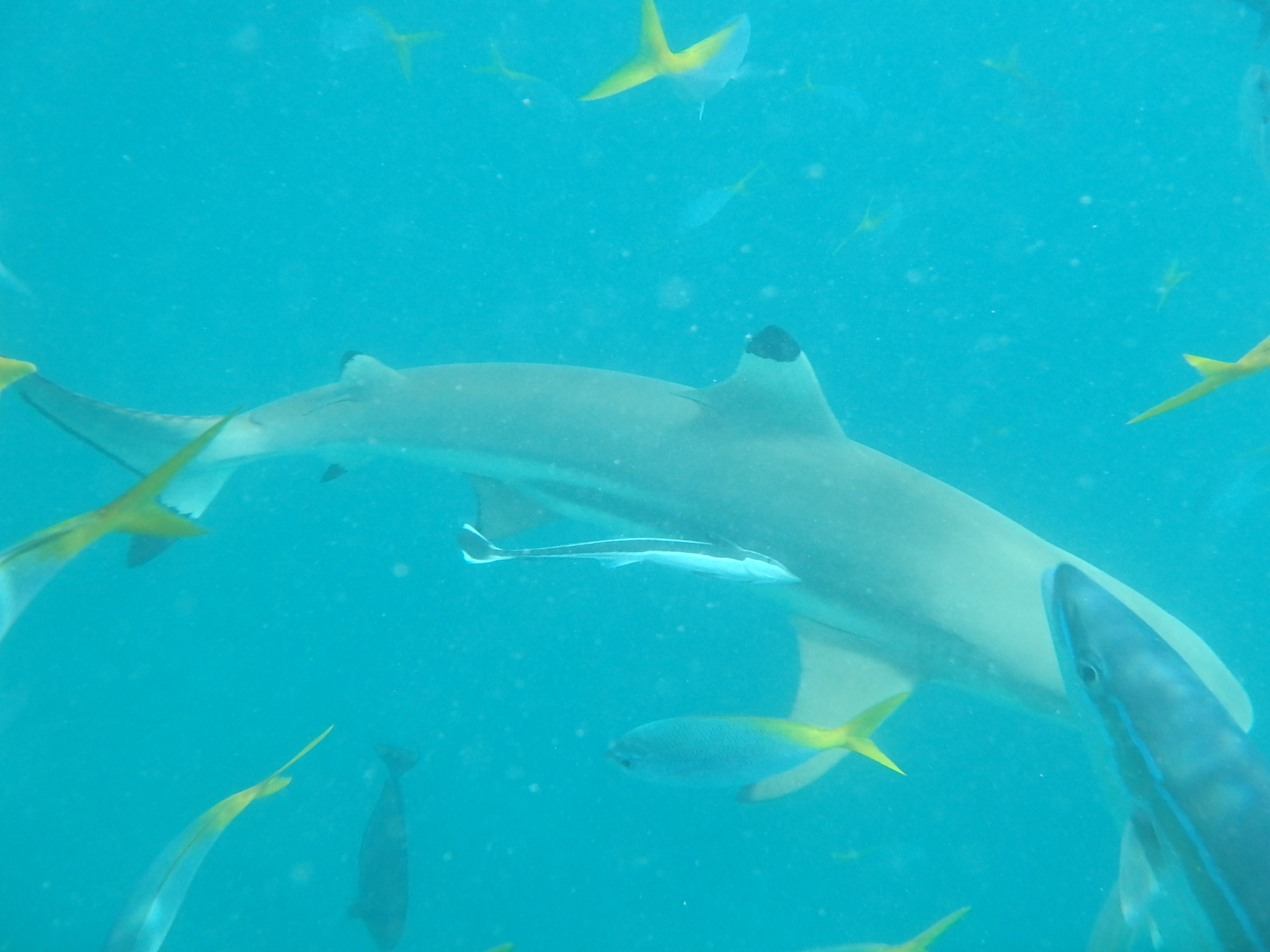 帕劳旅游十大攻略,帕劳上帝的水族箱