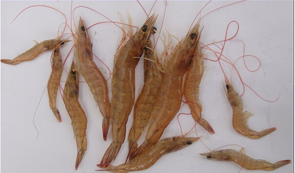 水产养殖白对虾虹彩病特效药,对虾红体病图