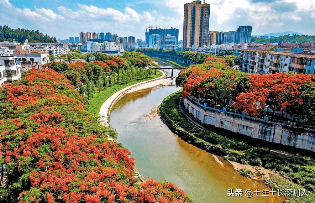 龙华有哪些街道,龙华村的由来
