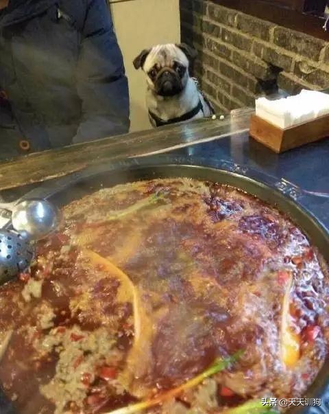 网友带狗狗回家过年,网友带狗狗去哈尔滨