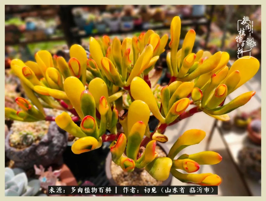 和多肉植物相伴,和多肉相处的心情