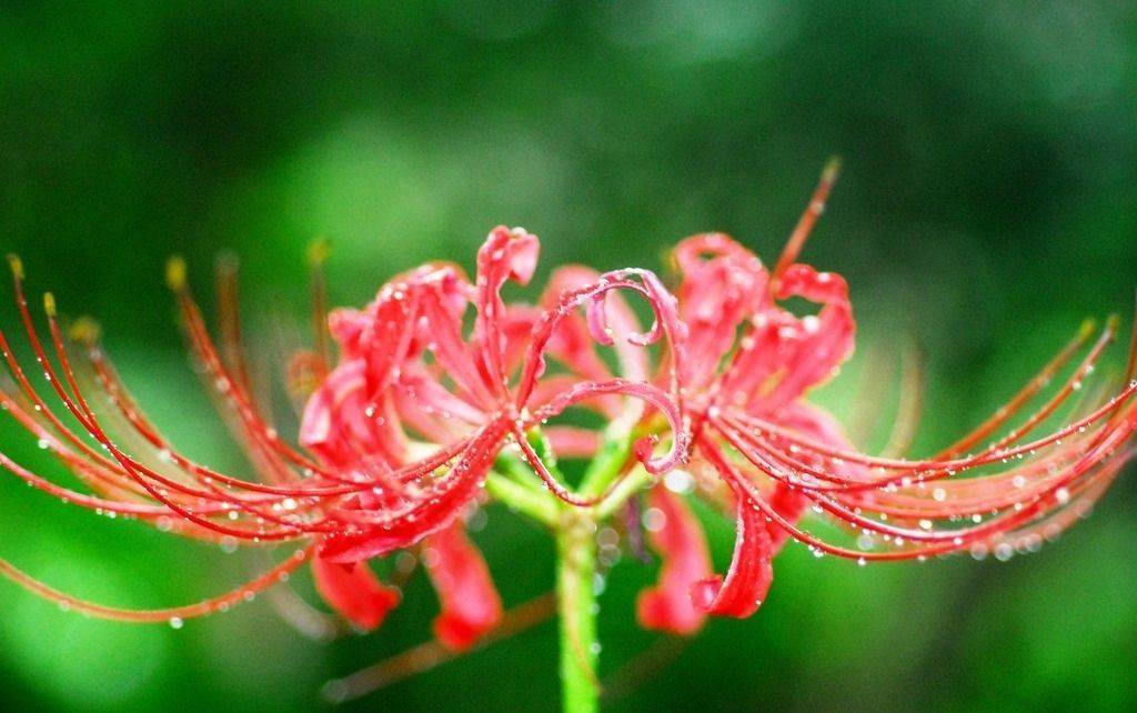 彼岸花开花不红,彼岸花开花不长叶