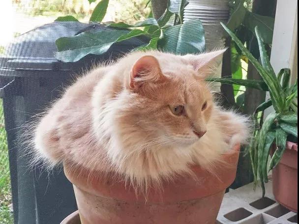 猫咪家庭不能养的植物,猫咪绝对不能碰的5种植物