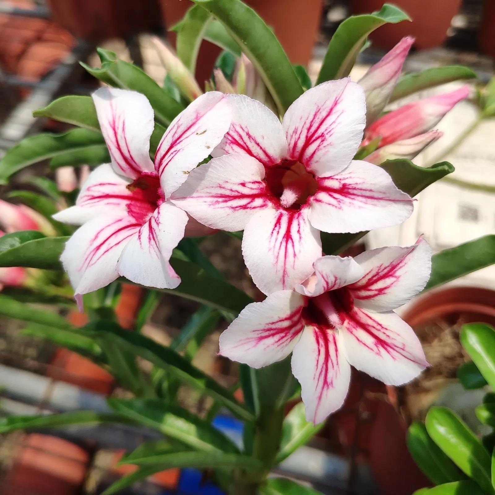 84个沙漠玫瑰品种，收起来慢慢看，待到来年春天选几种喜欢的养