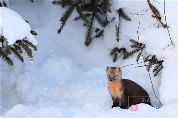吉林省延边发现紫貂,长白山拍到野生紫貂