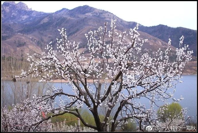樱桃花海游玩攻略,青岛樱桃花海在哪