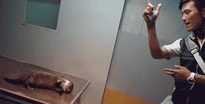 切尔诺贝利实拍的奇怪动物,探险切尔诺贝利发现变异巨鼠事件