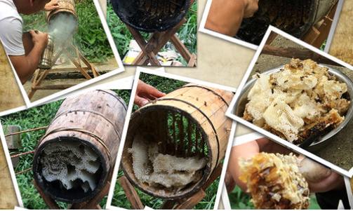 土养中蜂人工分蜂方法技巧视频,桶养中蜂原地分蜂最好的方法