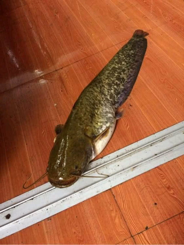 又到钓鲫鱼的季节,冬季钓鲶鱼的最佳时间段