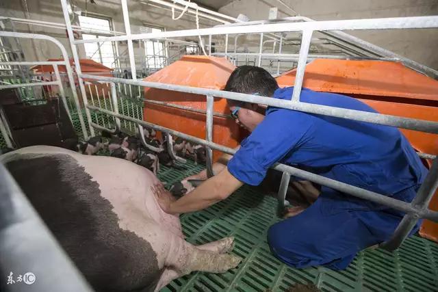 母猪有炎症返情的原因和解决办法,母猪炎症多的根源该如何饲养