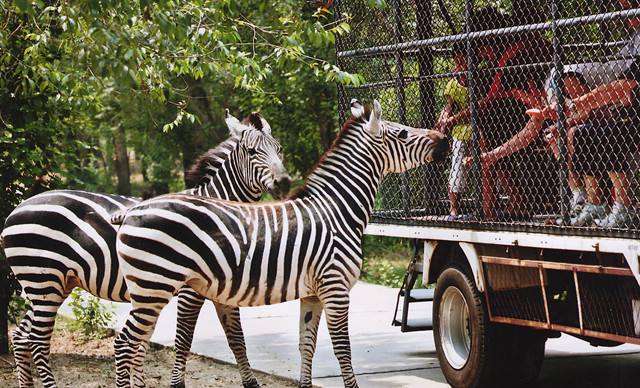 国内值得去的十大动物园,国内最值得去的动物园