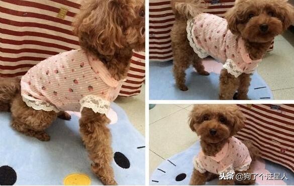 冬季养狗的最佳方法,自制养狗教程