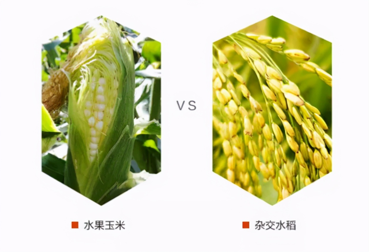 花生牛奶玉米,牛奶玉米好喝吗