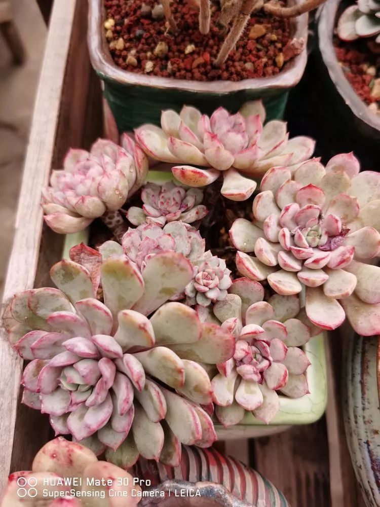 冬日如何更好地养多肉,冬天可以户外养护的多肉