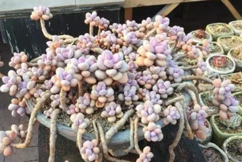 多肉老桩干货集锦，压轴的全是逆天极品!