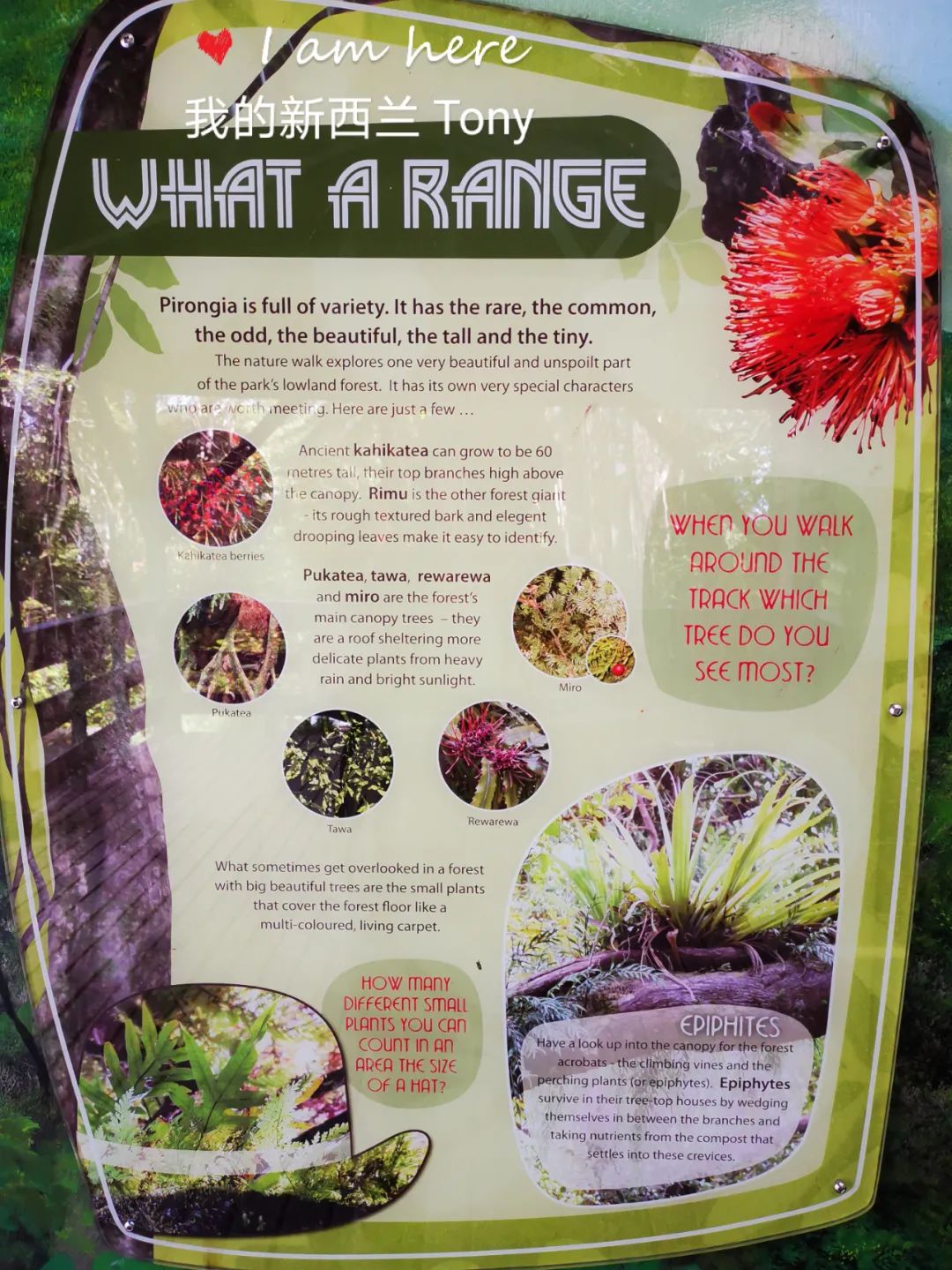 新西兰的雨林||皮龙亚狂想曲（7）