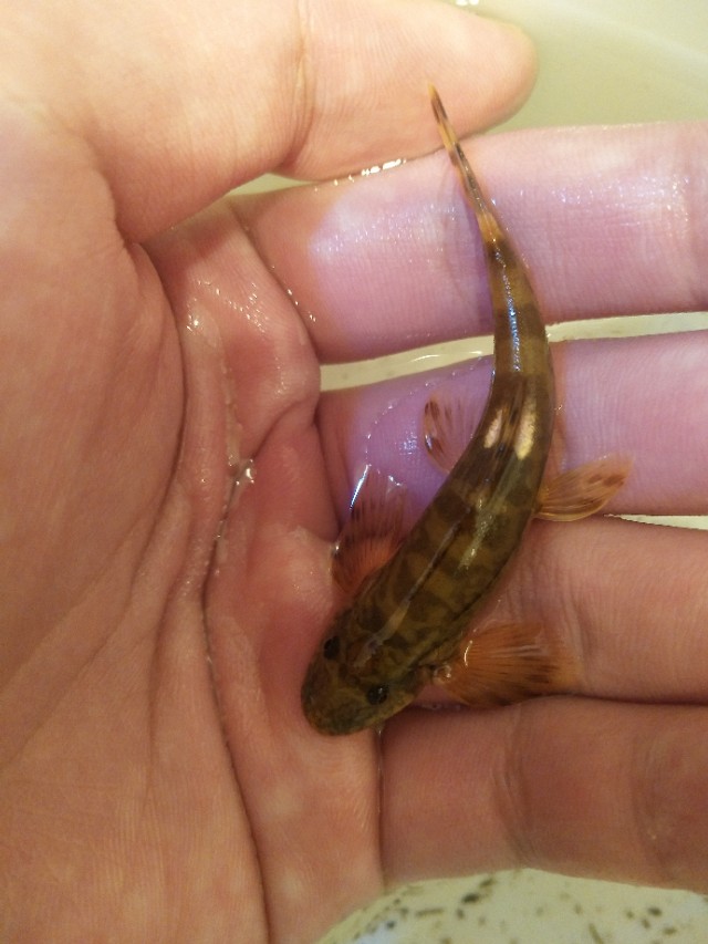 原生鱼吃什么,原生鱼吃什么最容易长大