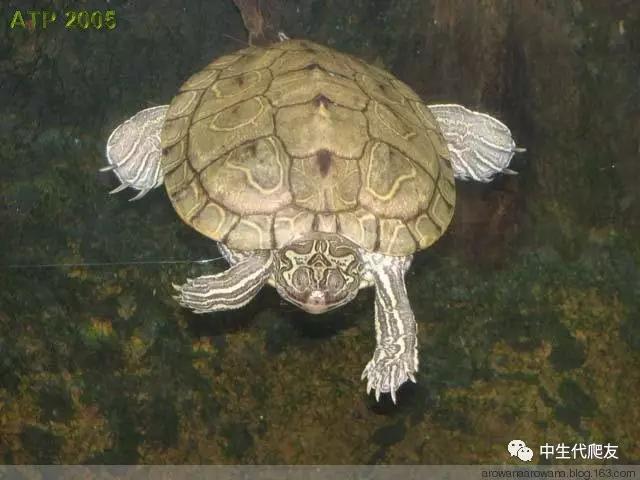 正宗的地图龟,史上最差的地图龟