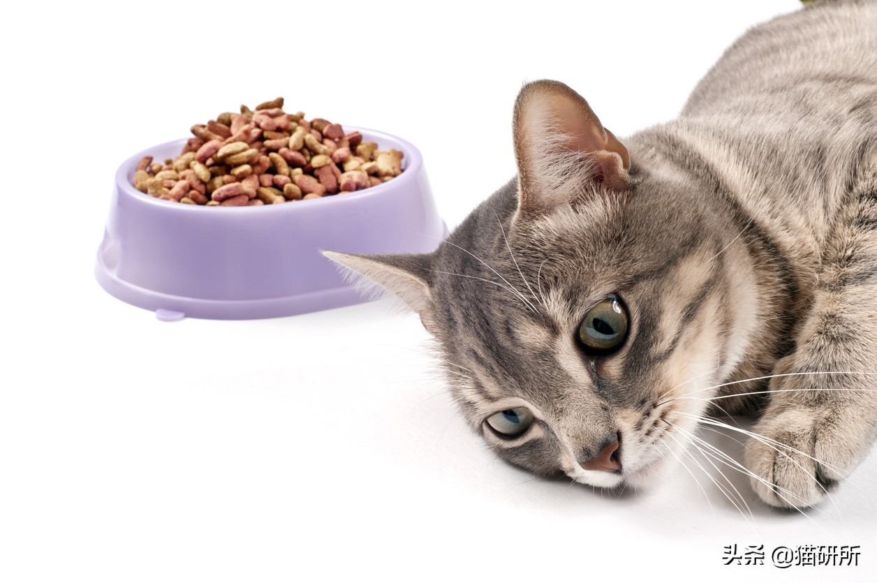 猫咪呕吐的原因及处理方法,猫咪呕吐不吃猫粮是什么原因