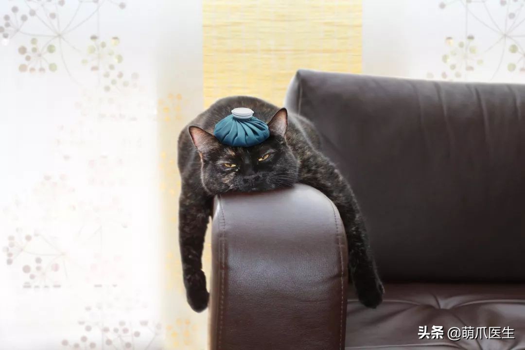 猫咪防中暑的最佳方法,怎么预防小猫咪中暑