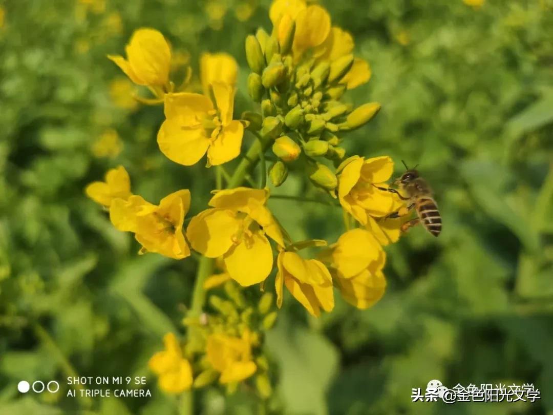 春天来了、春天的油菜花、我心中的春天、春诗
