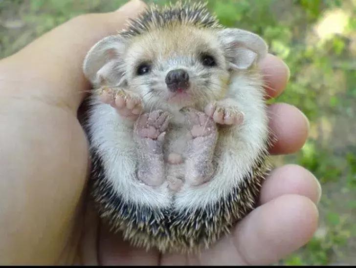 很可爱的萌图,小时候可爱萌萌图