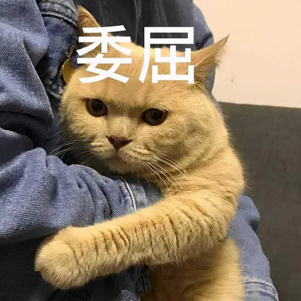 猫咪走失一个月又回来了,猫咪失踪15年后终于找到了吗