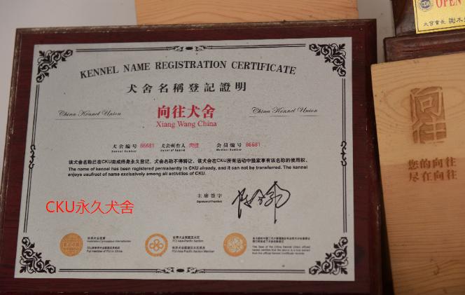 法国斗牛犬犬舍哪家好些,哪家宠物店买法国斗牛犬最好