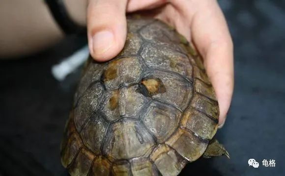 乌龟腐皮怎么用聚维酮碘药浴,聚维酮碘治疗乌龟腐皮需要泡多久