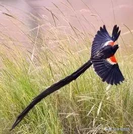 6月到了，送你6花6蝶6鸟6景6曲6诗，这月顺顺利利。