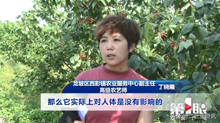 都说樱桃有虫子樱桃到底能不能吃,樱桃泡出来虫子是什么