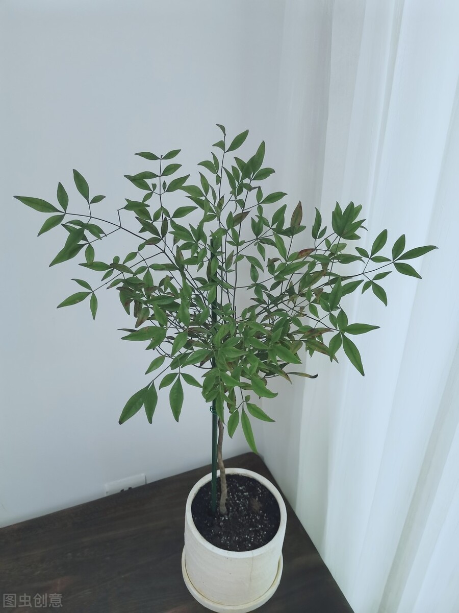 盆栽观果植物有哪些,观果植物具备哪些特征