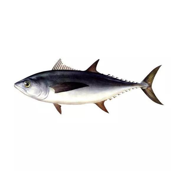 2016年360万天价鱼,头鱼为什么拍出近300万天价