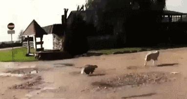 “非洲乱不乱，平头哥说了算”———蜜獾