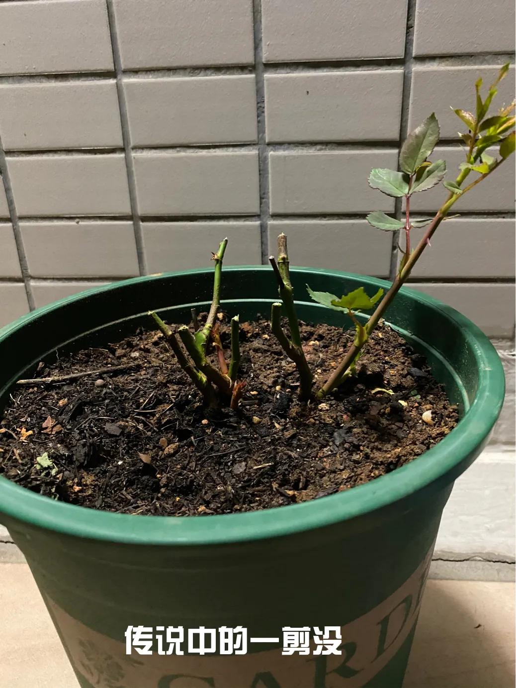 买月季花盆栽,买月季花后注意事项