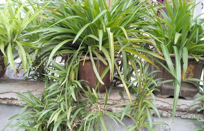 吊兰如何养得又绿又壮,吊兰怎么养才能长得快又茂盛