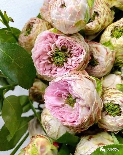 可以逛的花卉市场,值得去看的花卉市场