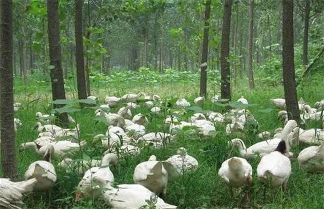 养殖鹅技术大全视频,养殖鹅技术全程指导