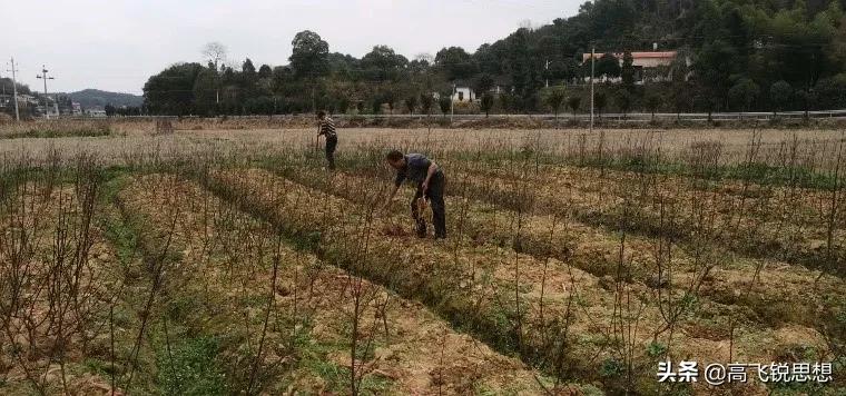 网上卖的假果树苗,假果树苗骗局揭秘