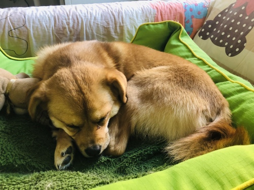 狗狗吃驱虫药后呕吐是怎么回事,狗狗呕吐不吃东西没精神怎么办