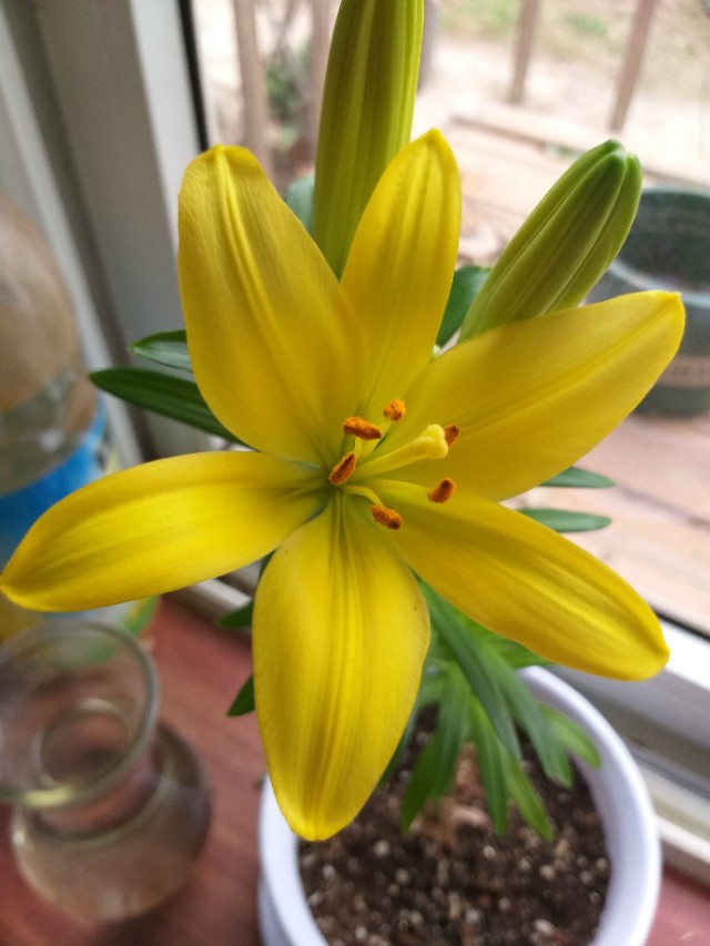 种植香水百合用什么材质的盆好,室内盆栽香水百合花怎么养