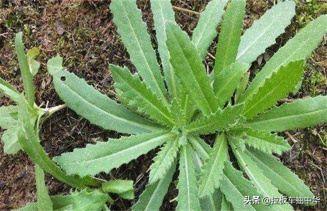 麦地刺儿菜用什么药能除根,恶性杂草除草最佳方法