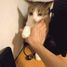 猫咪的动作都表示什么,猫咪的动作都代表什么呢